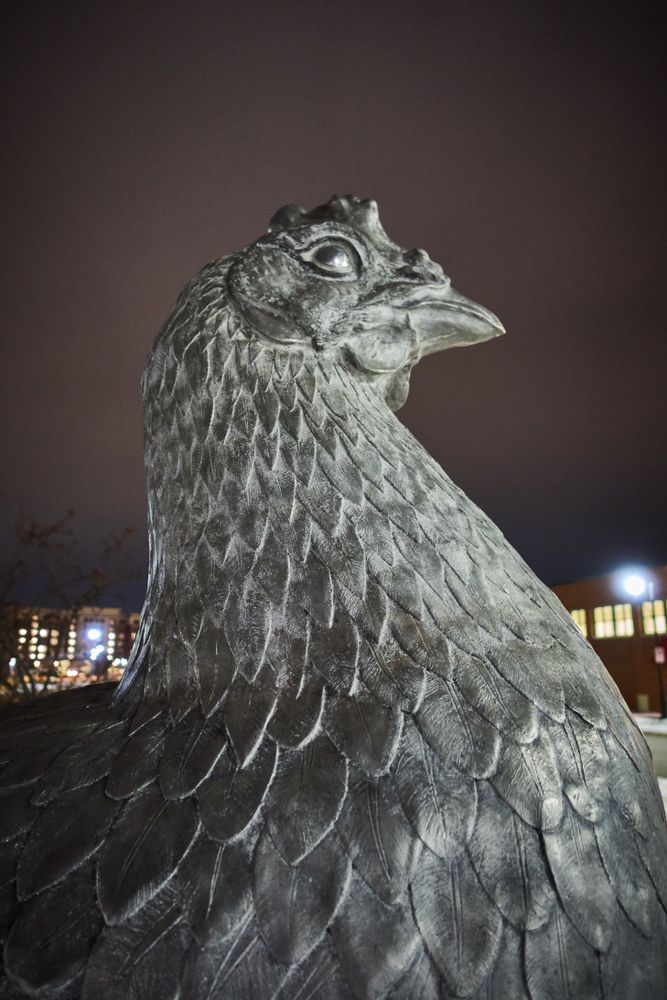 Near view of the rooster statue at Iowa River Landing Sculpture Walk.