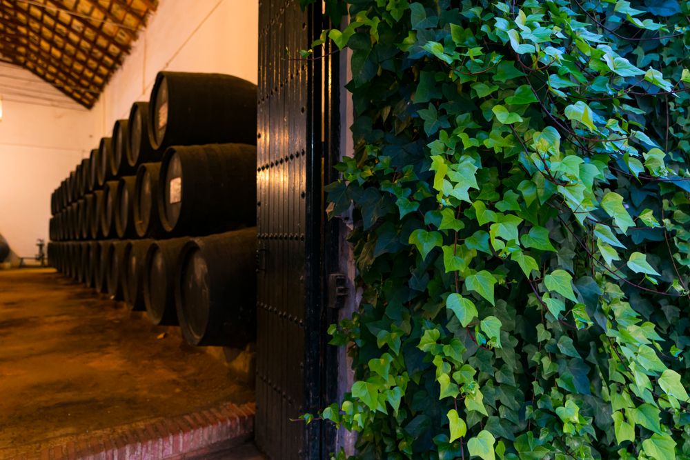 The tour for oils and wines