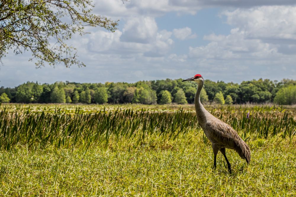 Sandhill Crane at Crews Lake Wilderness Park