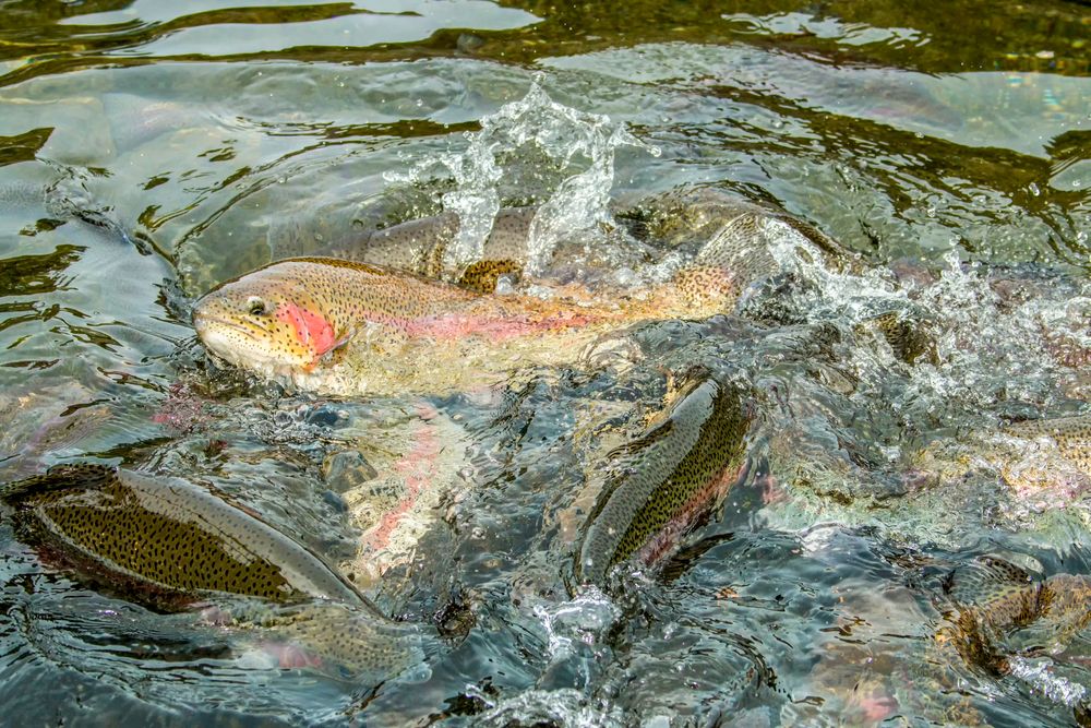 Rainbow trout at Bonneville Hatchery