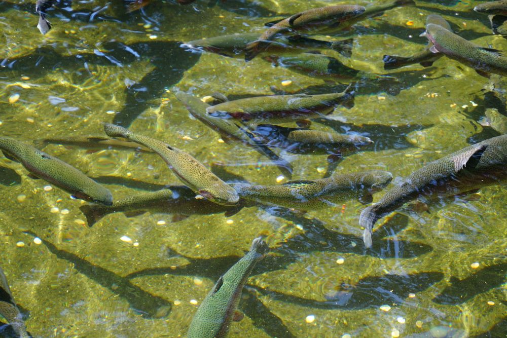 Trouts at Bonneville Hatchery