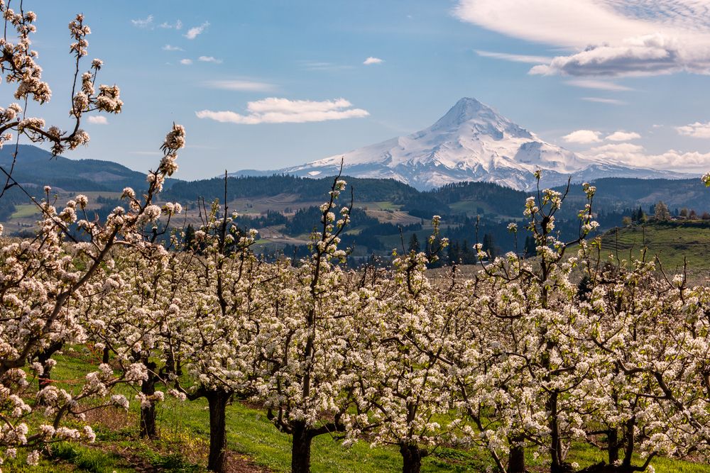 Pear blossoms along Fruit Loop