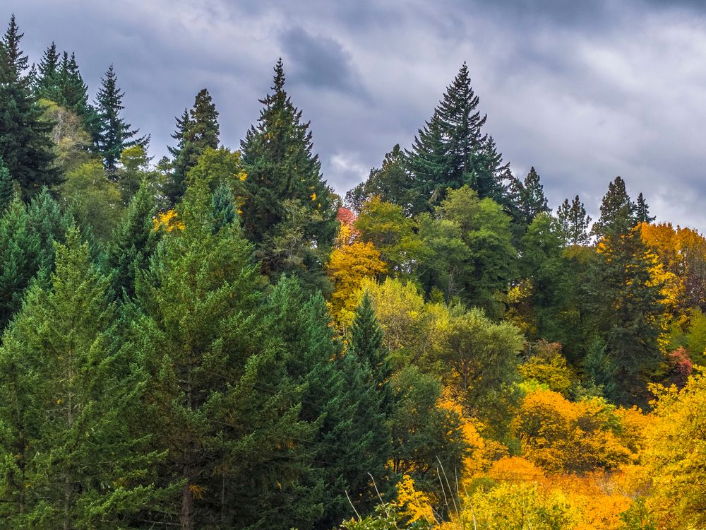 Tall trees at Indian Creek Trail