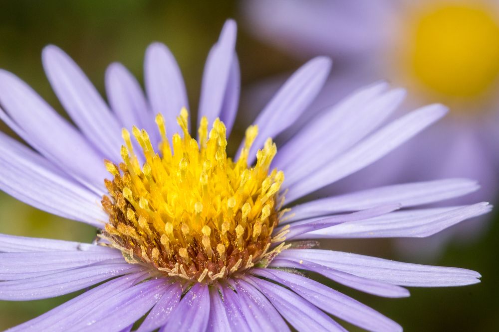 A flower at Roger Williams Park Botanical Center