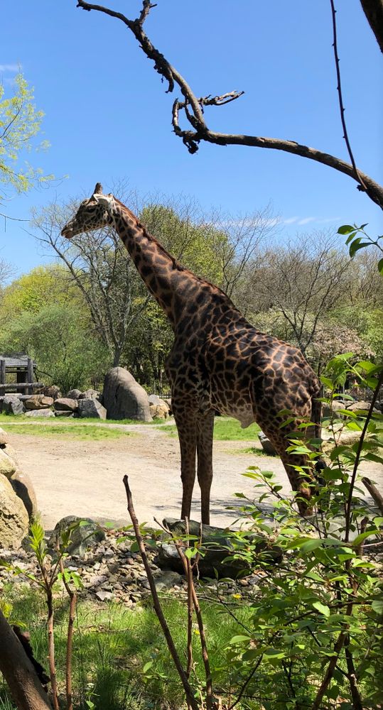 Giraffe at Roger Williams Park Zoo