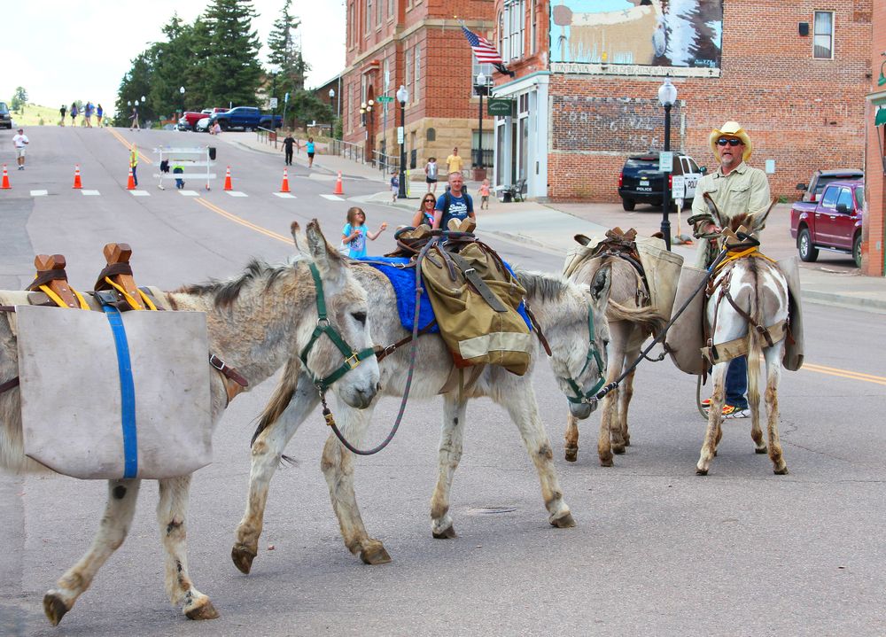 View of Cripple Creek Donkey Herd