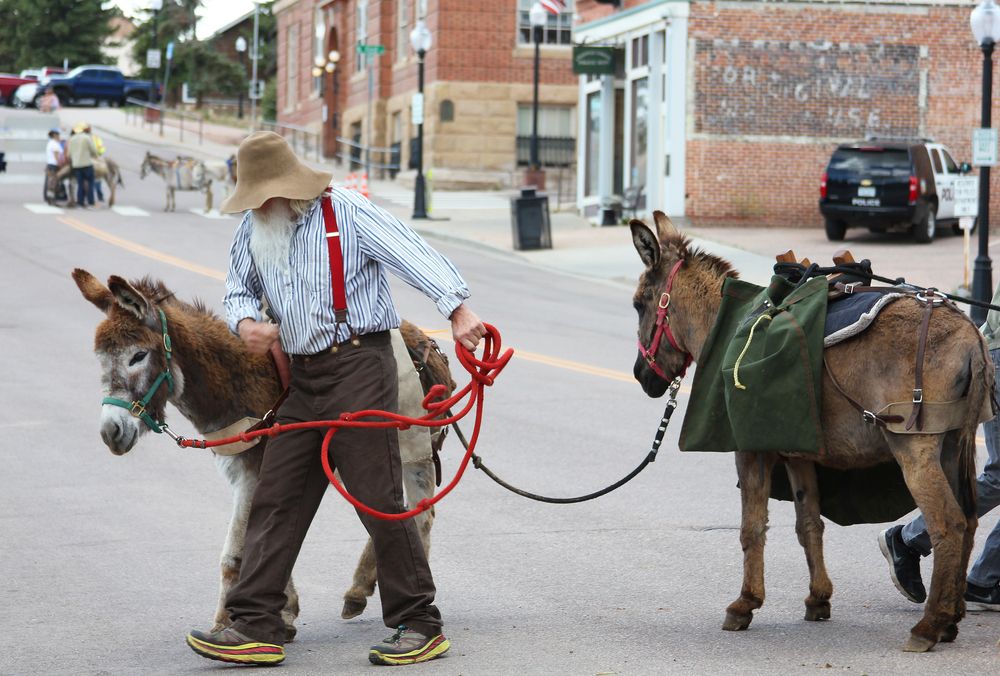 View of Cripple Creek Donkey Herd