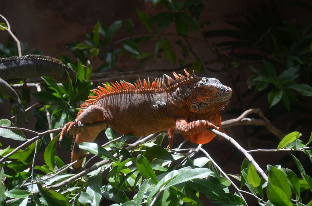 Iguana at Croco Cun Zoo