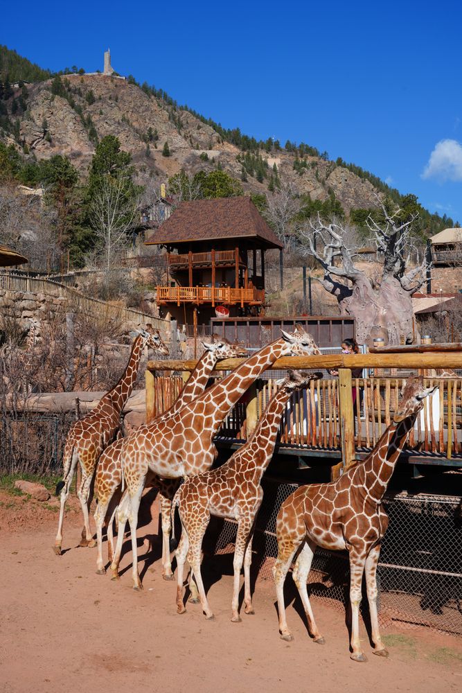 Tall giraffes at Cheyenne Mountain Zoo