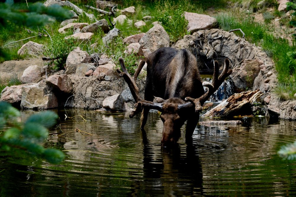 An animal drinking water at Cheyenne Mountain Zoo