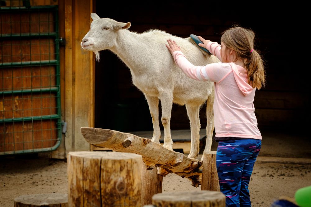 A girl brushing a goat at Cheyenne Mountain Zoo