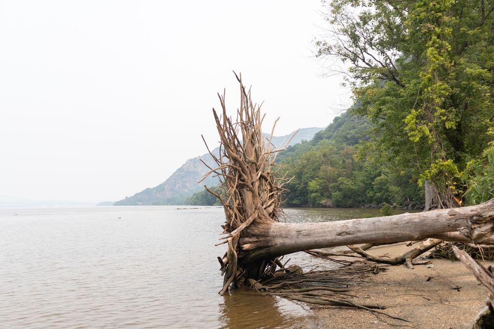 A fallen tree at Little Stony Point