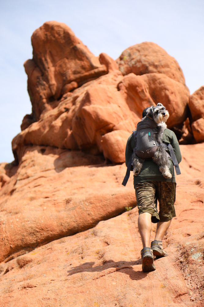 A hiker carrying a dog at Red Rock Canyon