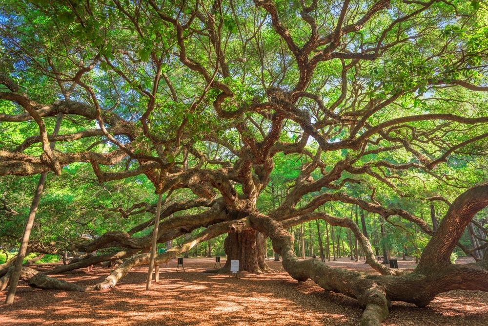 Daytime view of Angel Oak Tree