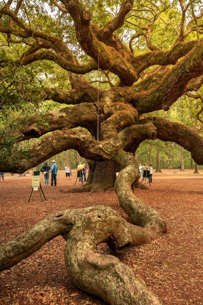 Close view of Angel Oak Tree's thick branches
