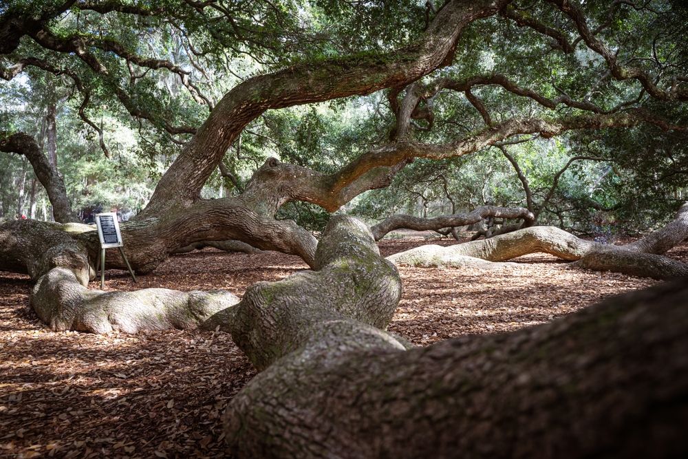 Angel Oak Tree's branches on the ground