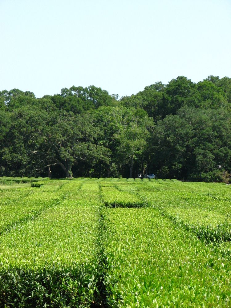 Plantation at the Charleston Tea Garden