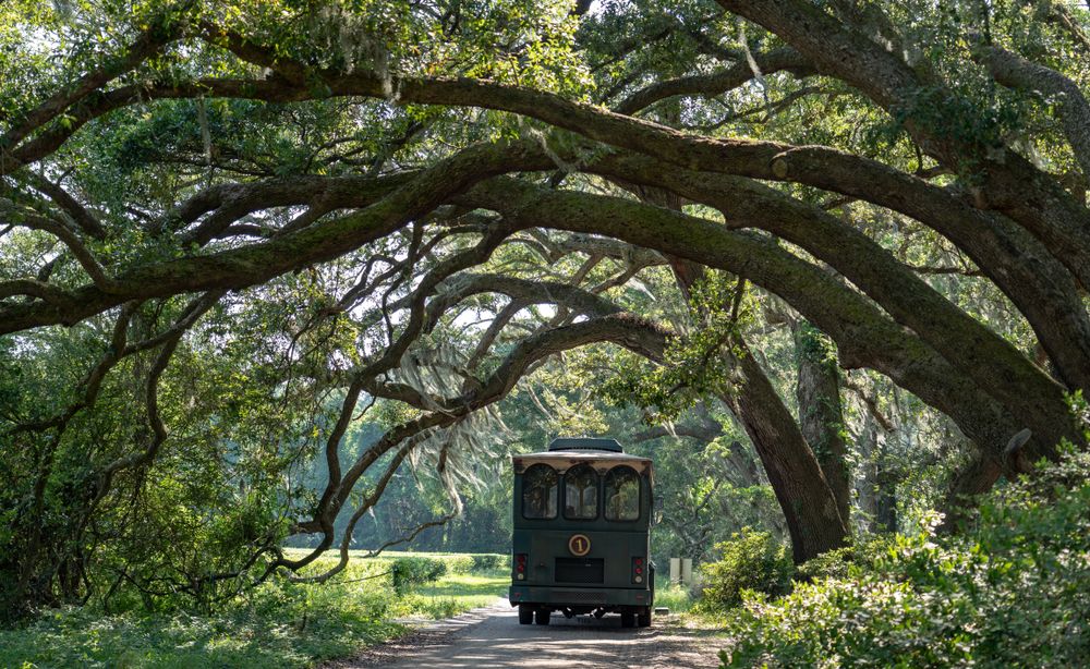 Trolley tour at the Charleston Tea Garden