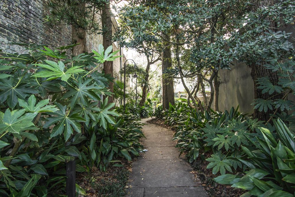 The Gateway Walk lined with plants