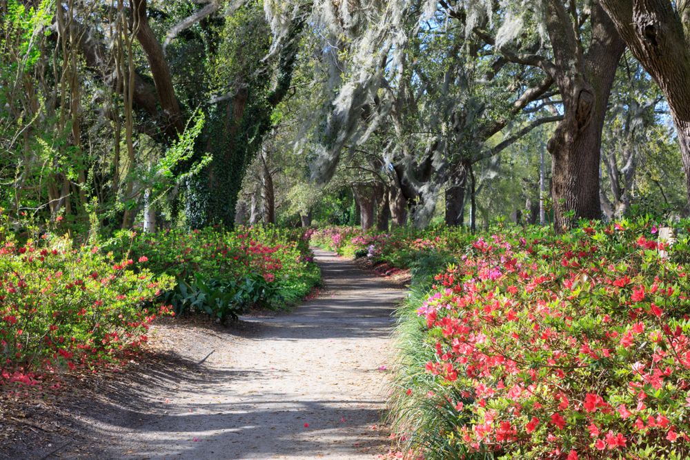 Trail lined with pretty flowers at Hampton Park