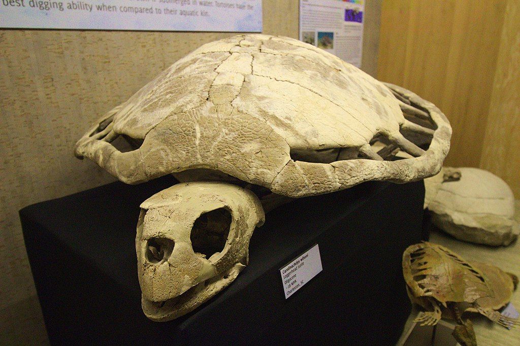 Skull and shell fossil in Mace Brown Museum of Natural History