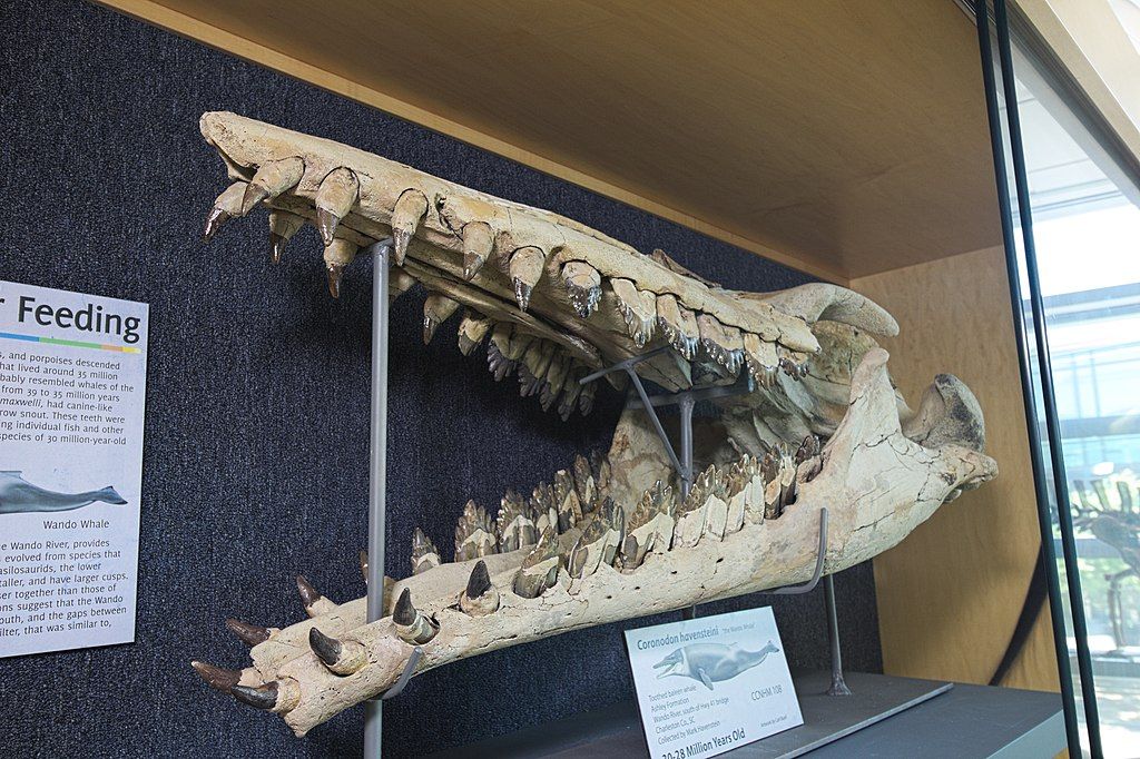 Exhibit in Mace Brown Museum of Natural History