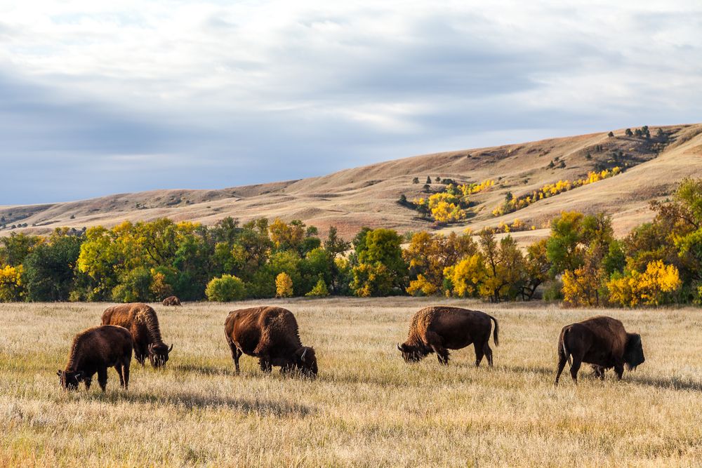 Bison herd grazing at Custer State Park