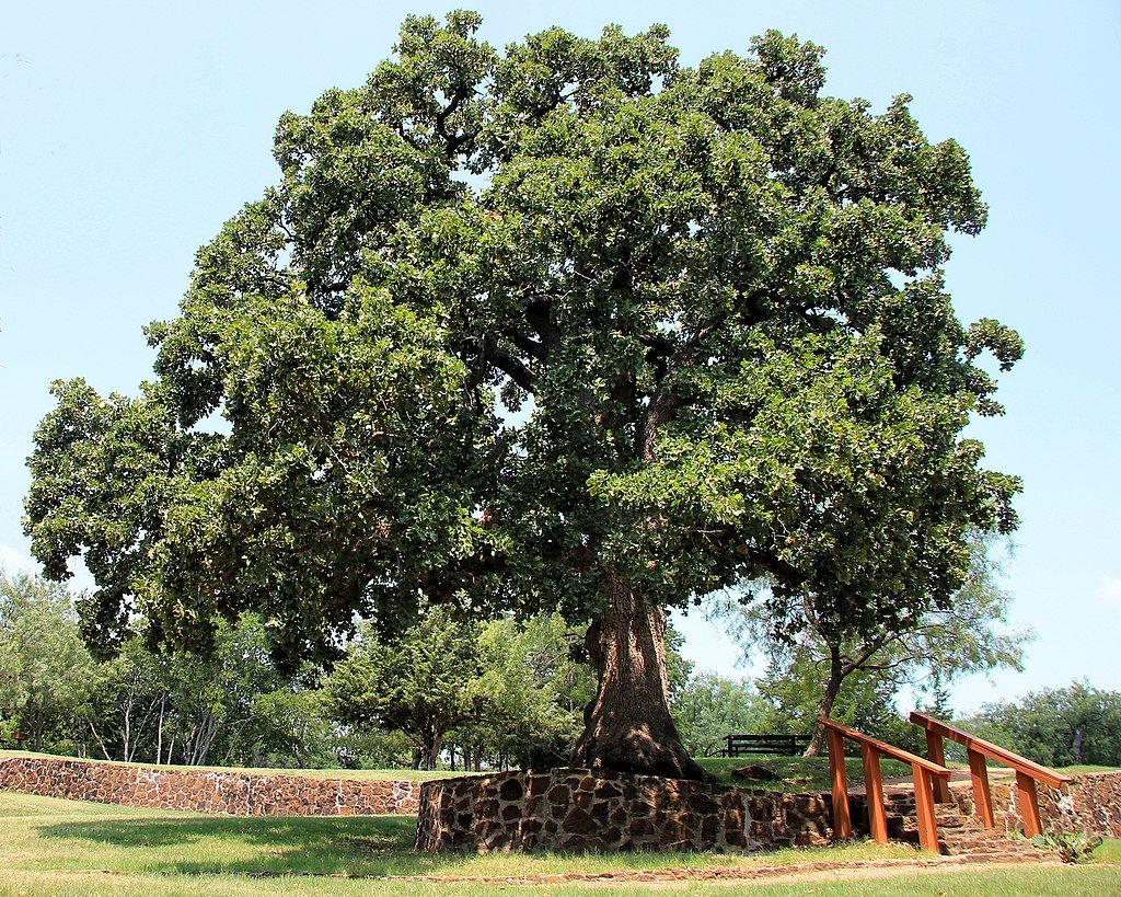 Houston campsite oak at Grapevine Springs Park