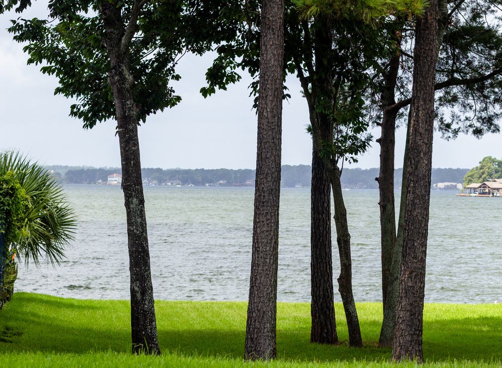 Trees near Lake Conroe
