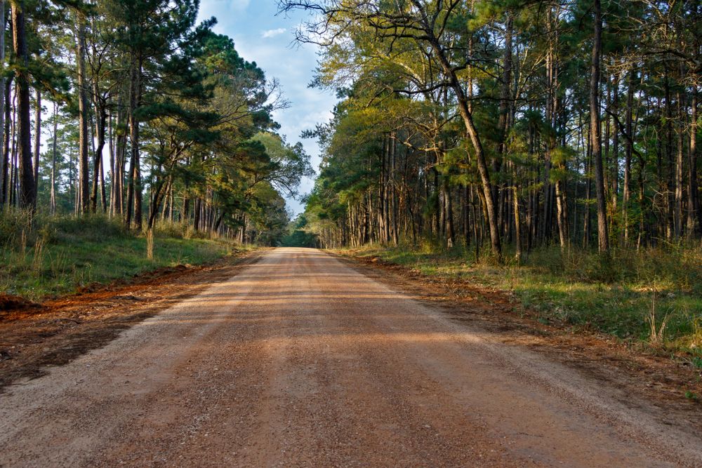 Dirt road at Sam Houston National Forest