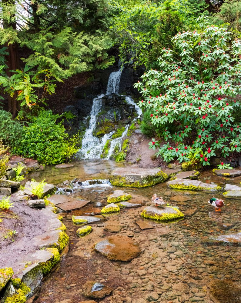 Small waterfall at Crystal Springs Rhododendron Garden