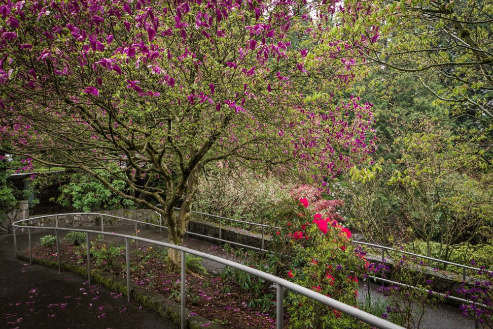 Trail lined with trees at Crystal Springs Rhododendron Garden