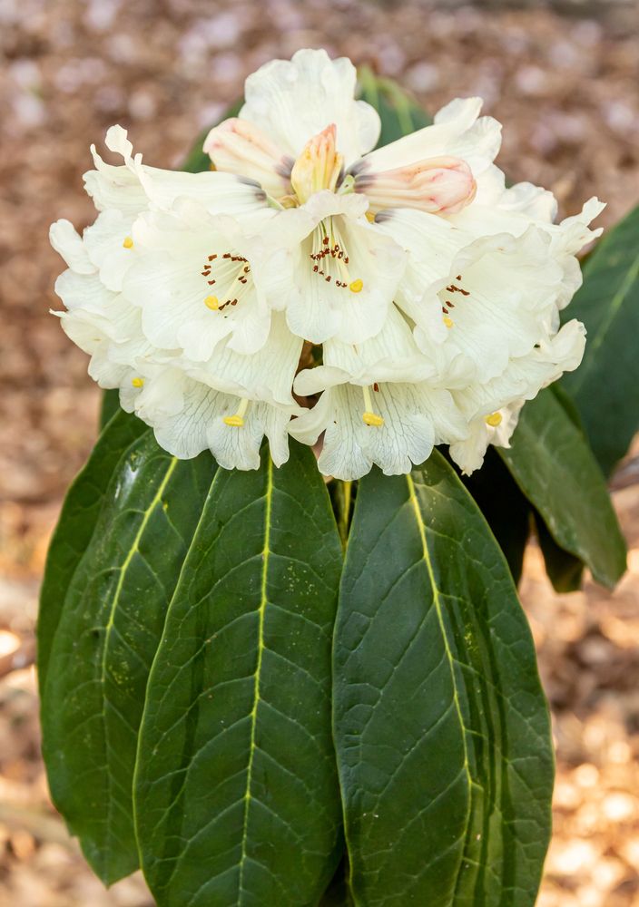 A pretty flower at Crystal Springs Rhododendron Garden