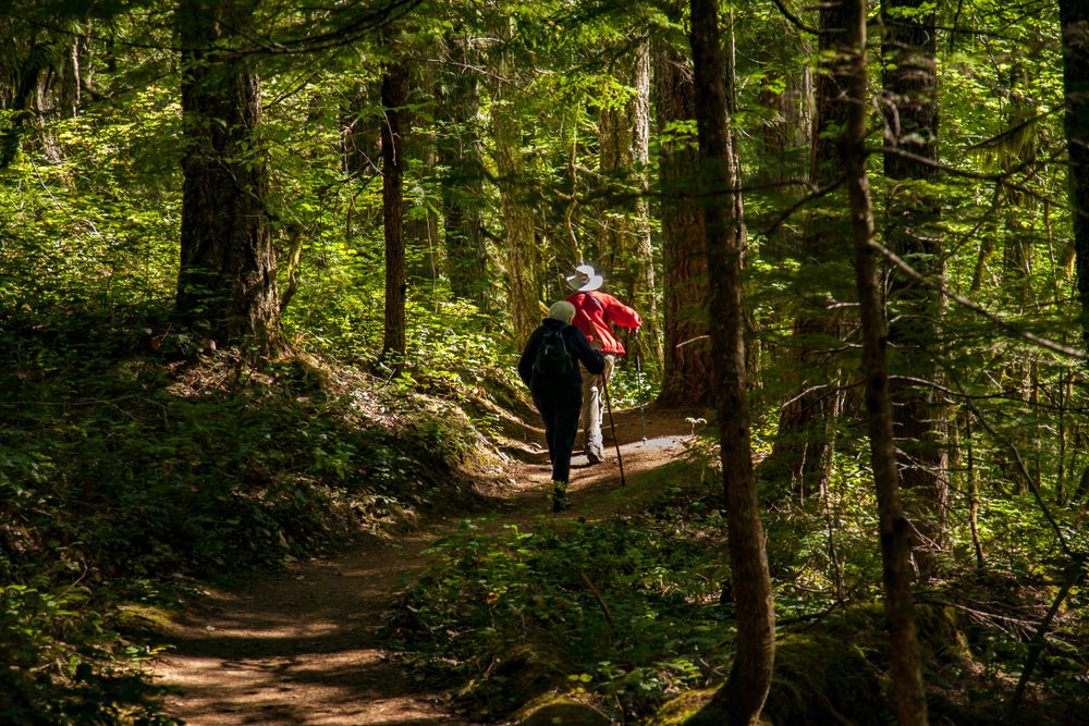 People hiking at Gifford Pinchot National Forest