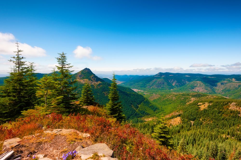 Scenic view from Gifford Pinchot National Forest hiking trail