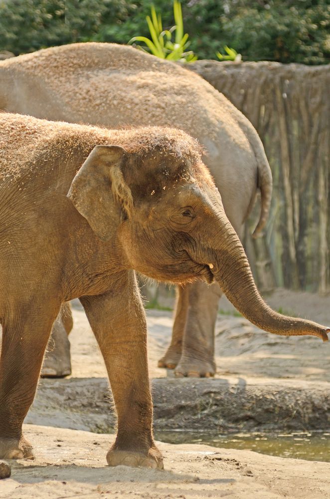 Elephants at the Oregon Zoo