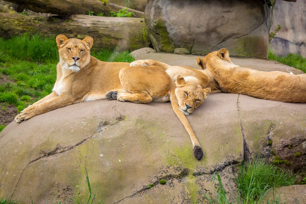 Female lions at the Oregon Zoo