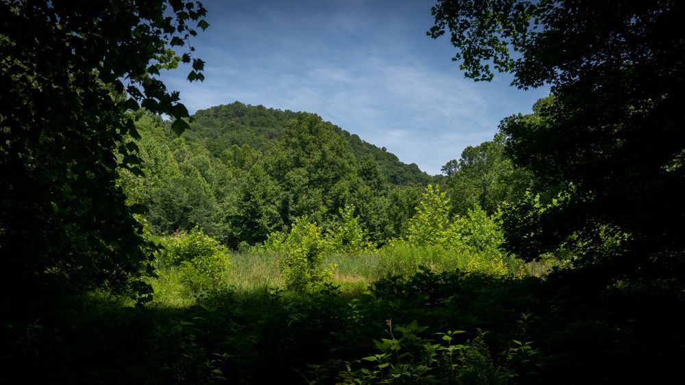 Lush greenery at Kanawha State Forest