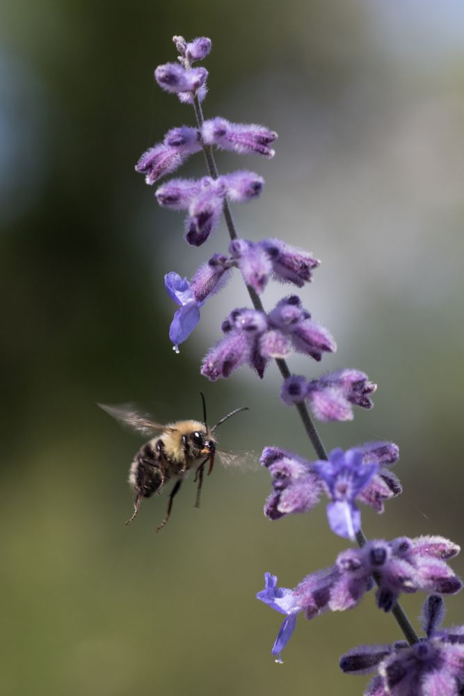A bee beside a flower at Cheyenne Botanical Gardens