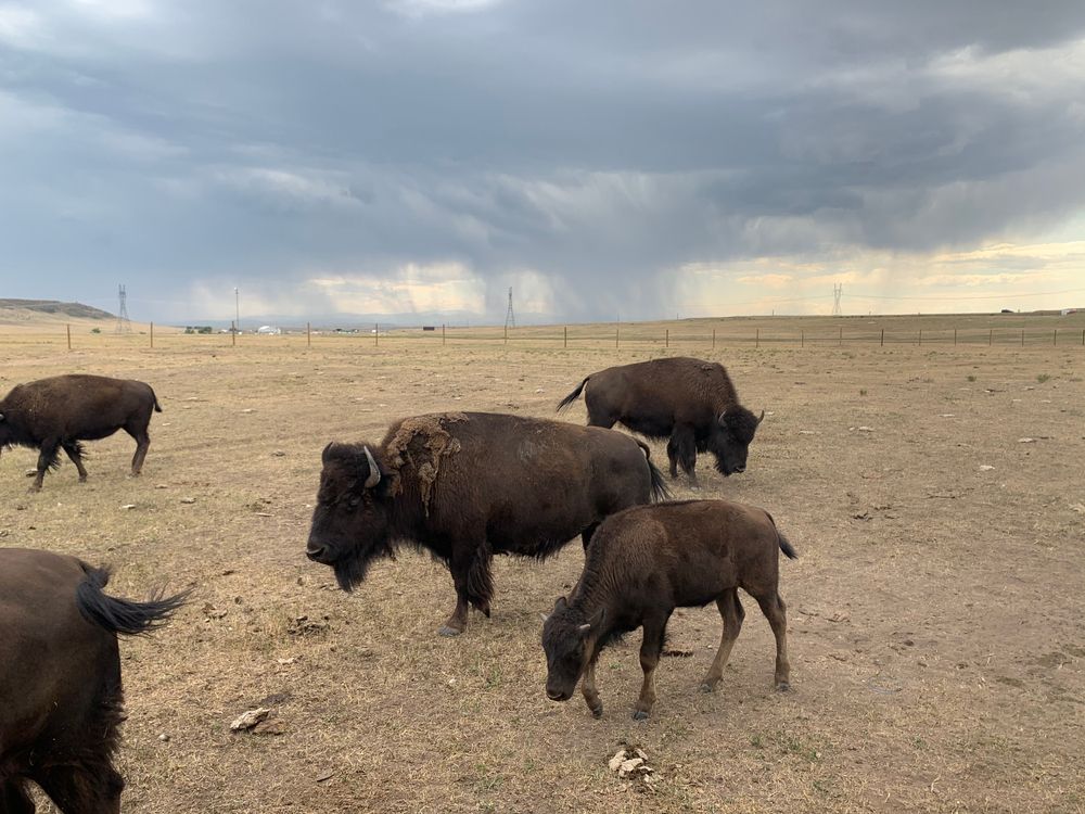 Bison at Terry Bison Ranch