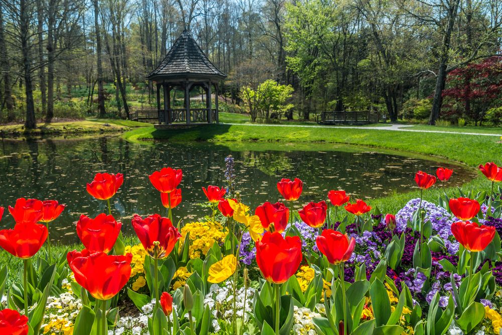 Vibrant flowers at Gibbs Gardens