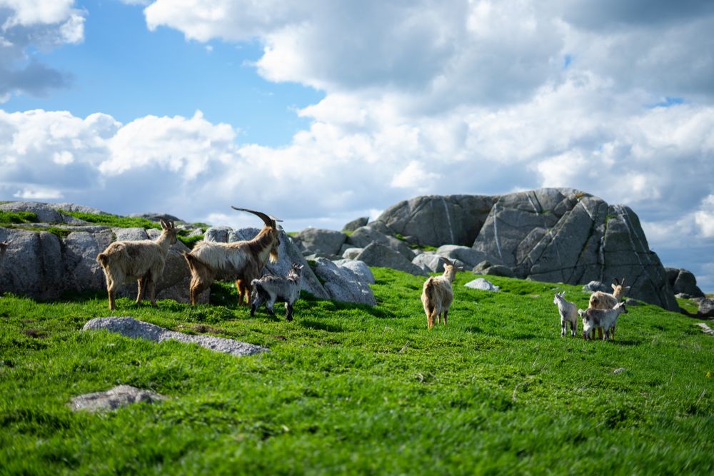 View of Goats in Dalkey Island