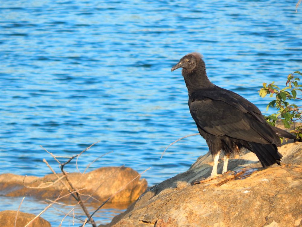 A vulture beside Douglas Lake
