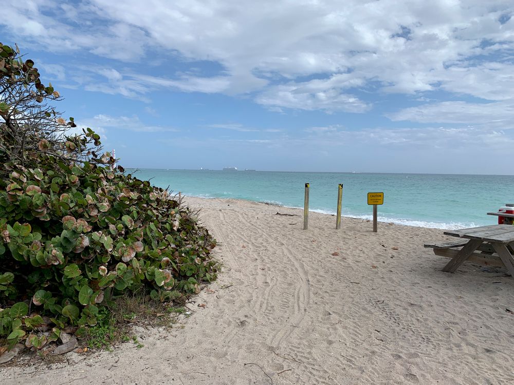 Green bush, a wooden bench, white sand near the shore.