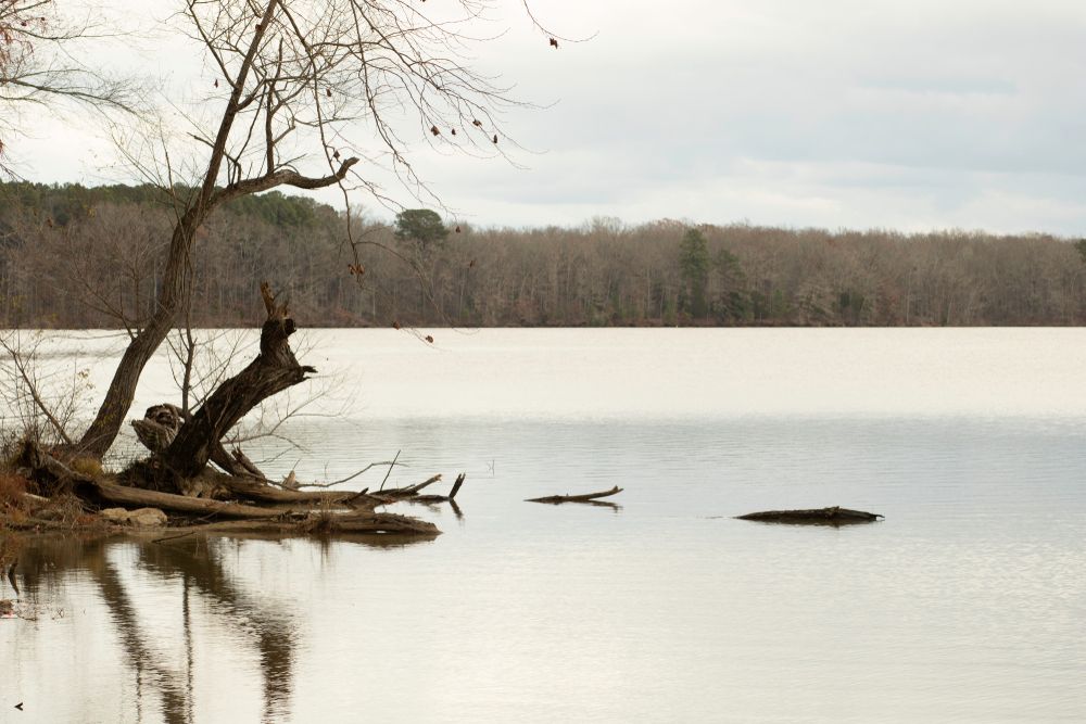 View of Wheeler Lake