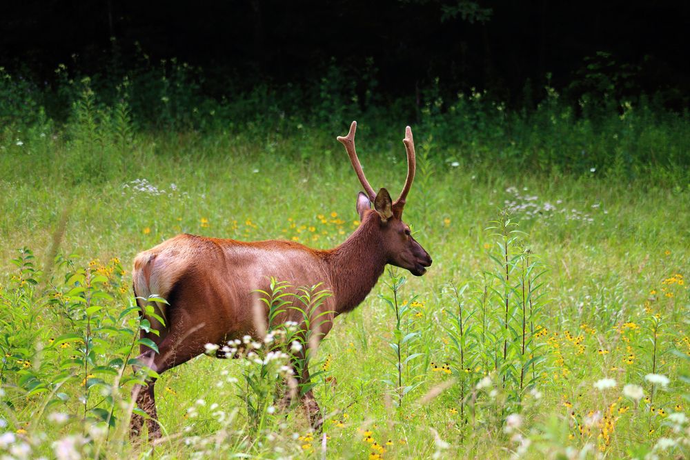 Elk in Great Smoky Mountains National Park