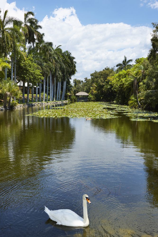 A pretty swan on the waters of Bonnet House Museum and Gardens