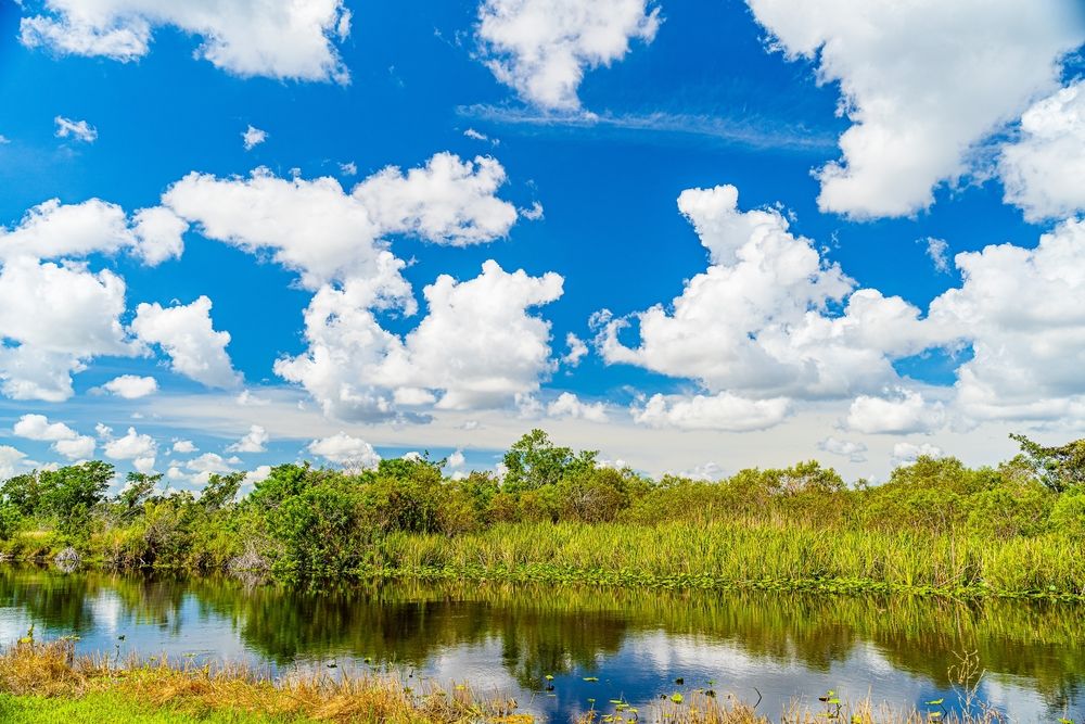 Waters of Everglades and Francis S. Taylor Wildlife Management Area