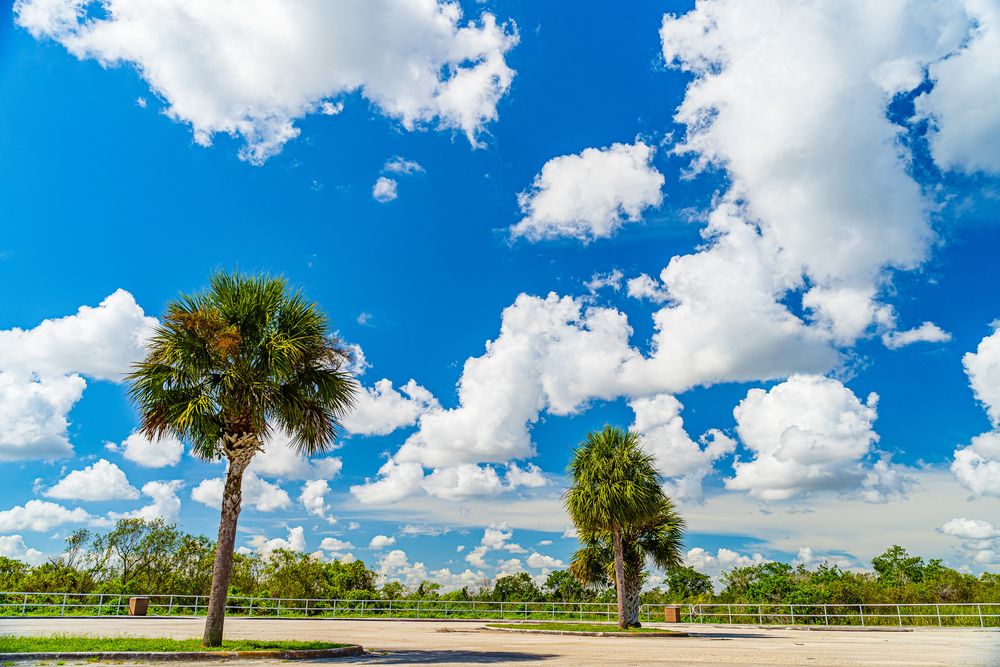 The grounds of Everglades and Francis S. Taylor Wildlife Management Area