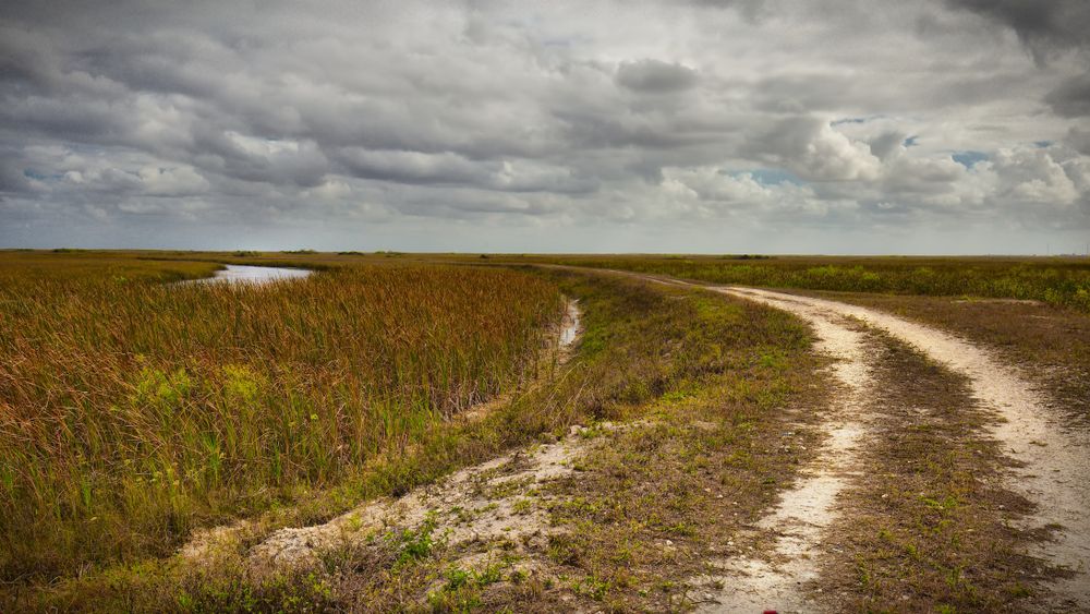 Trail at Everglades and Francis S. Taylor Wildlife Management Area
